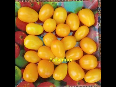 Томат Альпиног
