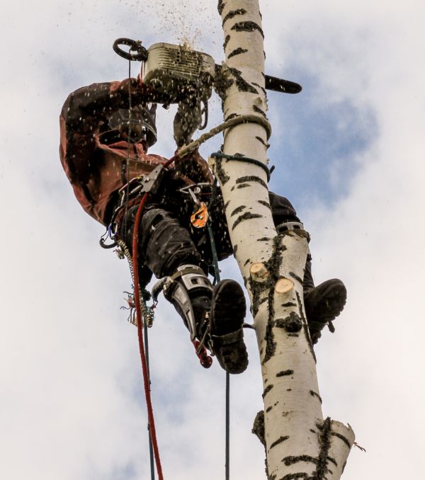 Удаление дерева с завешиванием частей Луга