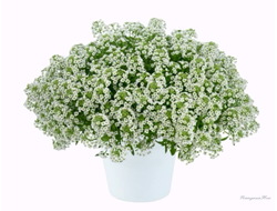 Алиссум Stream White