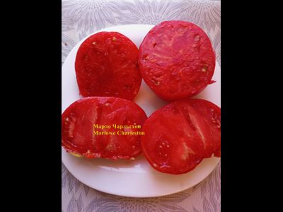 Томат Марло Чарльстон (Marlowe Charleston, Мэрлоу Чарльстон), США