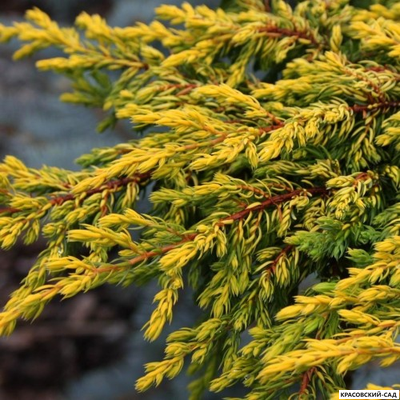 Можжевельник Голдшатц - Goldschat