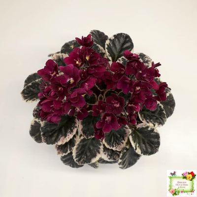 Black Jewel (H.Pittman) 02/14/04