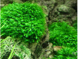 Мох Феникс (Phoenix moss, Fissidens fontanus)