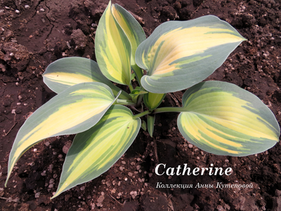 Хоста Catherine