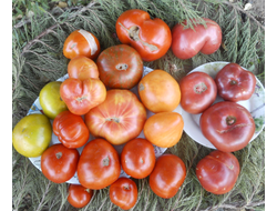 Томат Минусинские яблочные