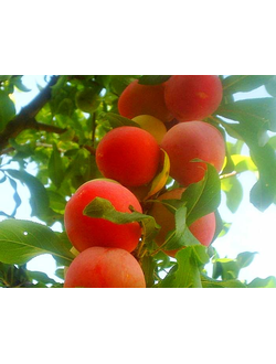 Слива Персиковая (ранн)