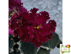 РМ-Black Cherry (Н. Скорнякова) 2022 г.