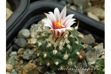 Turbinicarpus panarottoi  