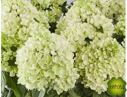 Гортензия метельчатая "ПАНОРАМА". ВАНИЛЬНЫЙ АРОМАТ! НЕВЫСОКАЯ