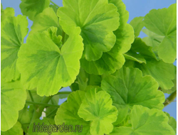 Пеларгония Green Gold Petite Pierre