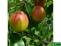 Груша "Красуля"