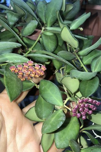 Hoya aff. burtoniae DS-70
