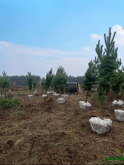 Сетка для кома d1000х1,7мм (упаковка 20 шт.) Ромашка