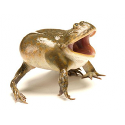 Лягушка Баджита (Lepidobatrachus laevis)