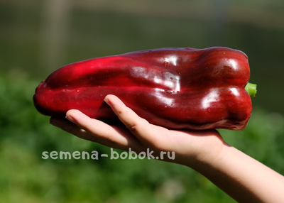 Перец сладкий  Italian Boot ( Итальянский Сапог), 10 шт