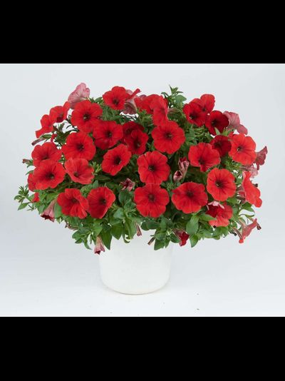 ПЕТУНИЯ АМПЕЛЬНАЯ КРАСНАЯ ЧИЛИ РЭД В КАШПО 4 ЛИТРА