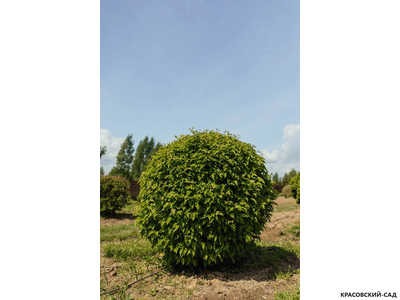 Топиар клён Гиннала в форме шара