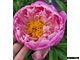 Paeonia pink charmer