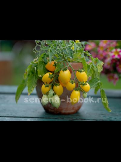 Микро томат  Funnyplums Yellow (Фанниплюмс Желтый), 7 шт