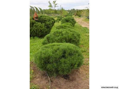 Ниваки - Бонсай садовый Сосна горная