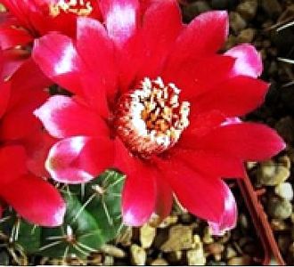 Gymnocalycium baldianum VG 559