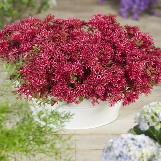 Очиток ложный Кровь Дракона (Sedum spurium Dragons Blood) , ЗКС