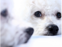 Купить греющую картину с фото щенки