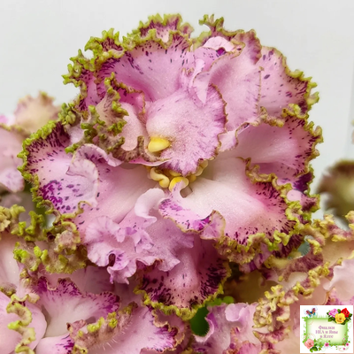 ЛЕ-Медуница (Е. Лебецкая) 2020 г. (сортовая омоложенная розетка)