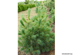 Сосна Румелийская - Pinus Peuce