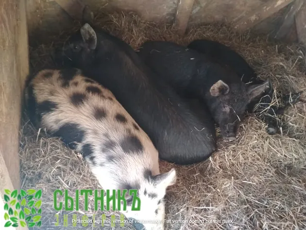 Домашняя свинина с доставкой на дом в Москве