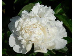 Пион Ivory Victory (Айвори Виктори)