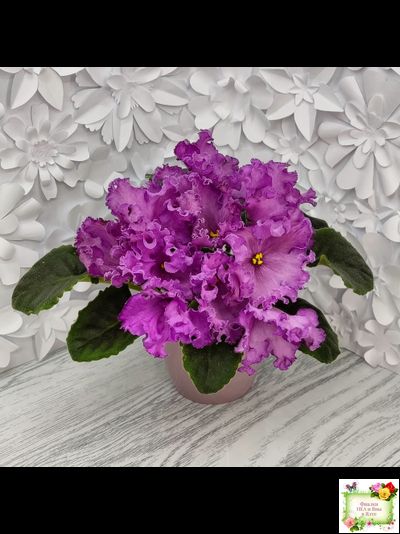 НК-Императорский Сад (Н.Козак) 2019 г. (лонг листва)