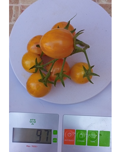 Томат Утренний шмель (Sunrise Bumble Bee)