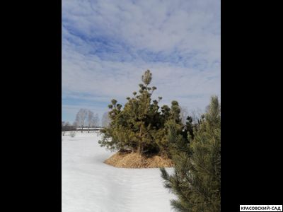 Кедр 6 метров