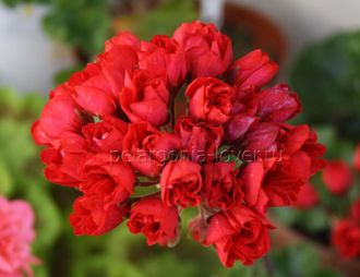 Carmen Andrea - пеларгония тюльпановидная - описание сорта, фото - купить черенок в Перми и почтой