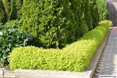 Живая изгородь из спиреи японской