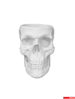 Кашпо "ЧЕРЕП", цв. белый, Н=12см, гипс