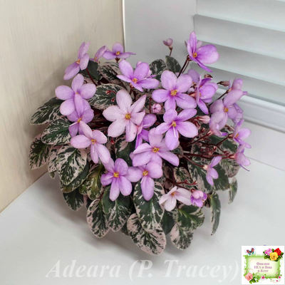 Adeara (P. Tracey) трейлер (пасынок посажен 28.03.26)