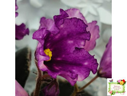 Nik-Кони в Яблоко  (Н. Булко) 2022 г. (пестролистный лонг)