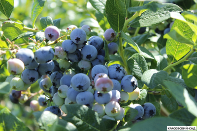 Голубика Элизабет - Elisabeth