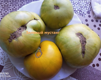 Томат Зеленый мустанг (Green Mustang)
