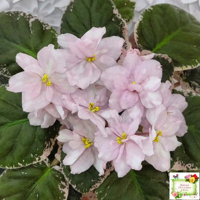 Rivermist Pearls (J. Baker) (10974) 04/13/2018