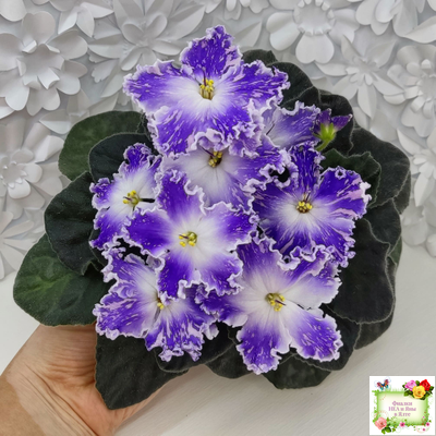 НД-Кристалл Сваровски (Н. Данилова-Суворова) 2019 г. (лист укоренённый)