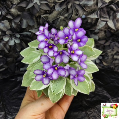 Rob's Lucky Penny (R.Robinson) (05/31/1997) листовая химера (пасынок сорт укоренённый)