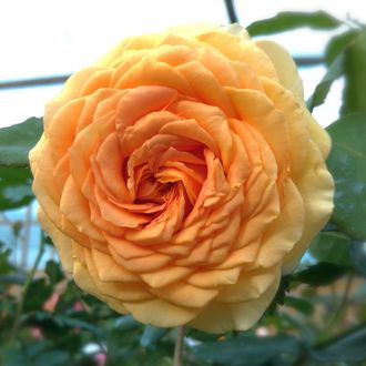 Азафран  (Azafran) роза, С210-20(корнесобств)