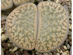 Lithops hookeri v.dabneri C085 (MG) - 10 семян