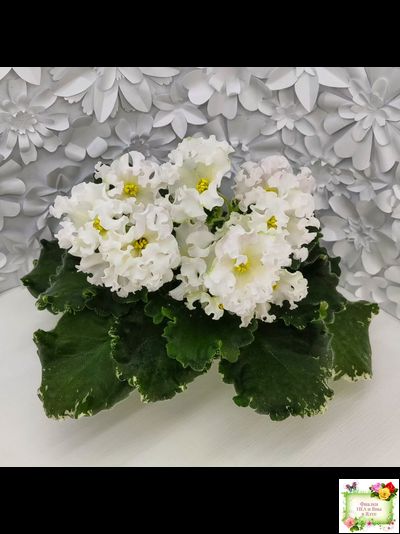 Dn-Macabeo (Д. Денисенко) 2019 г. (укоренённый лист)