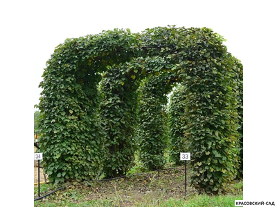 Топиар Арка из Липы мелколистной - Tilia cordata