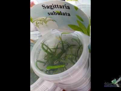Сагиттария субулата (меристемная)