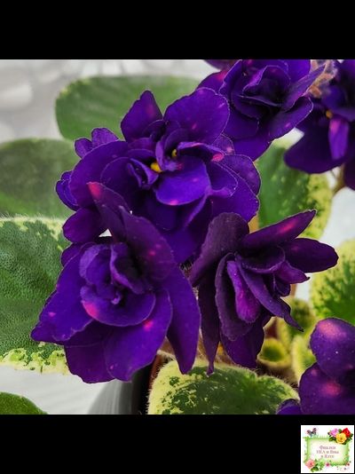 Mac's Smoldering Sapphire (G.McDonald)